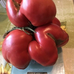 Pink Russian – Wiesława Wojtal, 1515 g