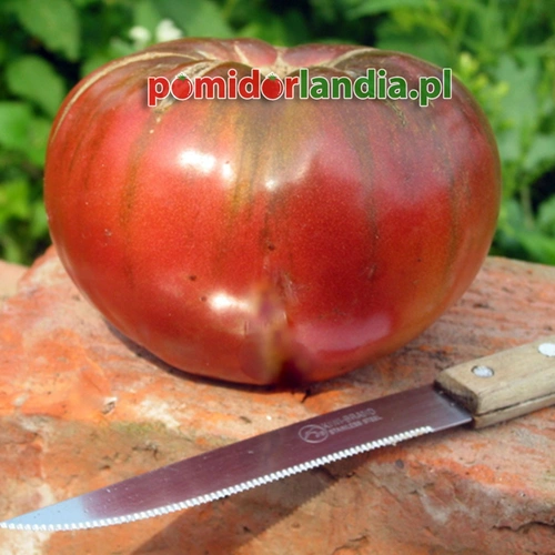 Indian Striped
