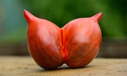 Wieści z Pomidorlandii nr 2/2026