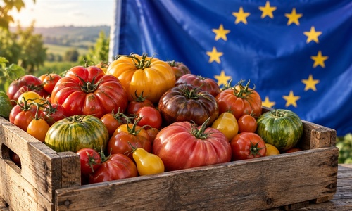 Stare odmiany, nowe przepisy. Co reforma PRM zmieni dla pomidorów i ich nasion?