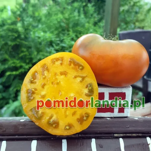 Orangefarbene, abgeflachte und gerippte Früchte der Sorte Uluru Ochre. Eine Frucht ist halbiert und zeigt gelbes Fruchtfleisch.