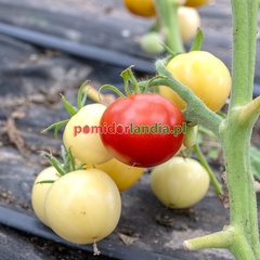 Lutescent Long Red