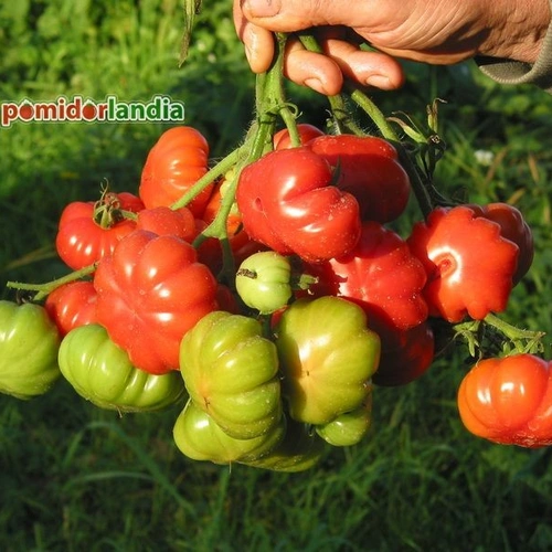 Russo Sicilian Togetta