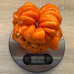 Orange Accordion – Daria Kos, 876 g