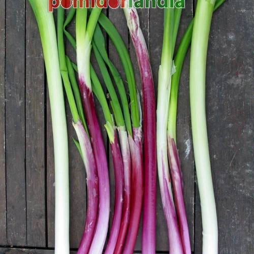 Red Bunching Onion Red Bear