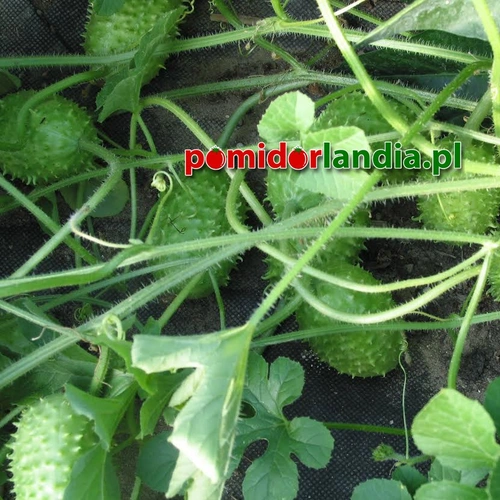 Burr Cucumber