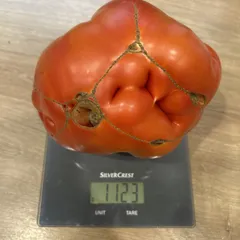 Aussie – Katarzyna Poskrobko, 1123 g