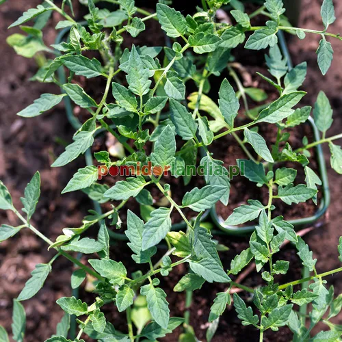 Młode rośliny odmiany 42 Day Tomato o liściach typu regularnego w zielonych doniczkach na ziemi.