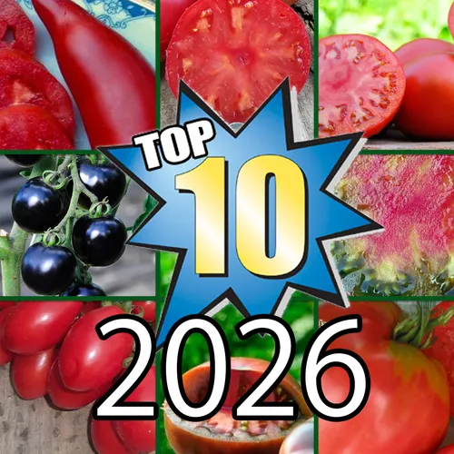Most popular tomatoes 2026