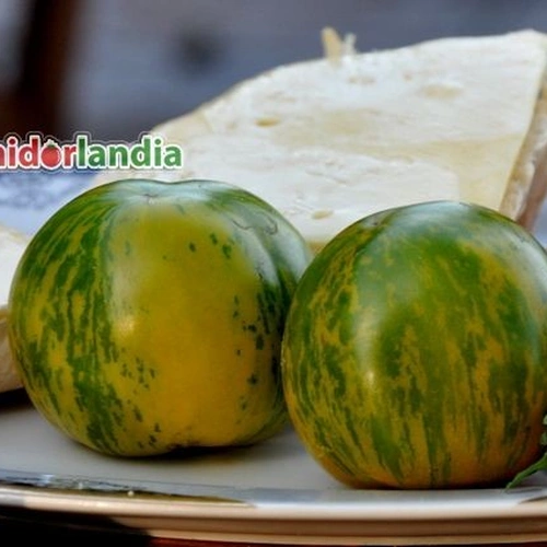 Green Zebra Heirloom