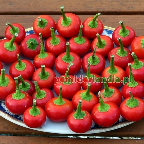 Szentesi (ostra)