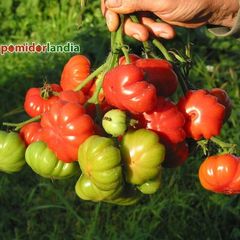 Russo Sicilian Togetta
