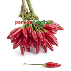 Tabasco (ostra)