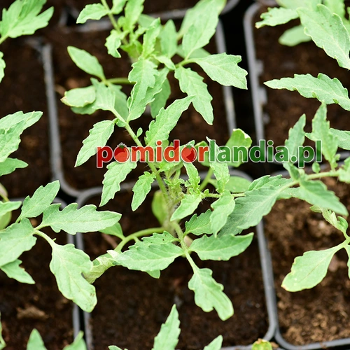 German Red Strawberry