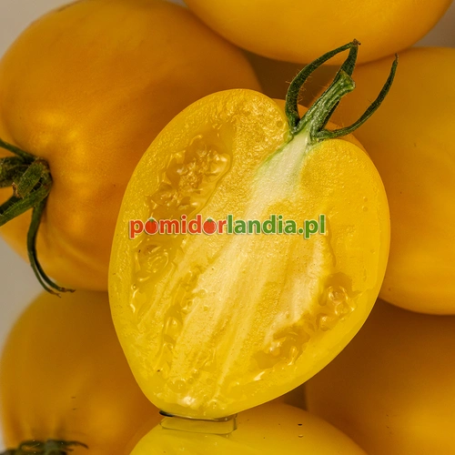 Dwarf Lemon Ice