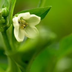 Peppers
