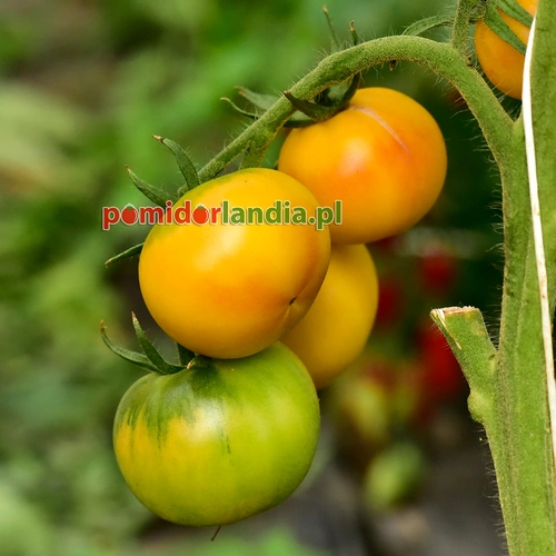 Golden Queen Heirloom