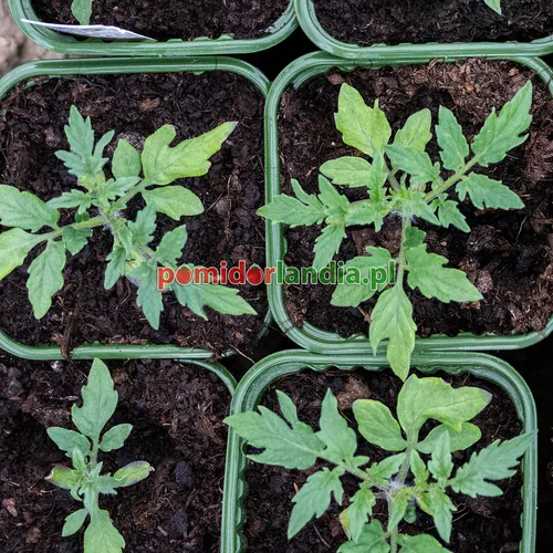 Młode rośliny odmiany Dwarf Saucy Mary o liściach typu regularnego w zielonych doniczkach.
