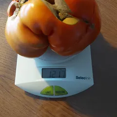 Giant Doochov – Katarzyna Birnbaum, 1217 g