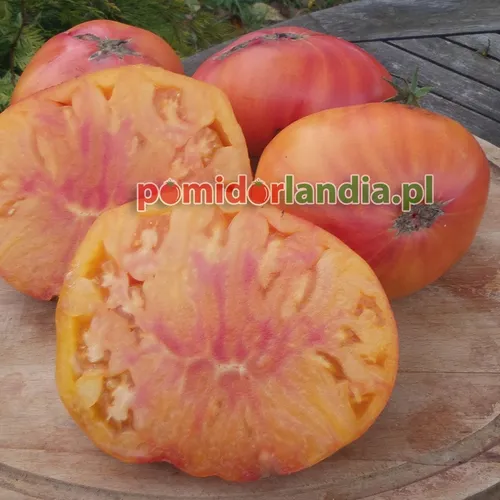 Mehrfarbige, abgeflachte und gerippte Früchte der Sorte Marizol Gold auf einem Holztisch. Zwei Früchte sind halbiert und zeigen gelbes Fruchtfleisch mit roten Streifen.