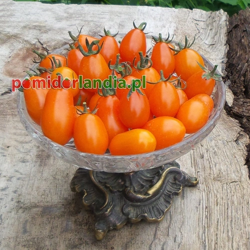 Raisin Orange