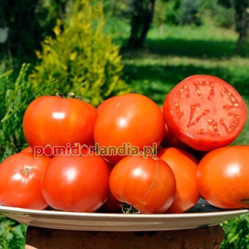 Bush Beefsteak