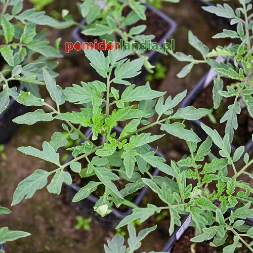 Green Copia