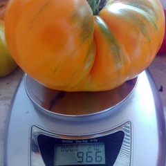 Cero Blackburn – Ewa Janiszewska, 966 g
