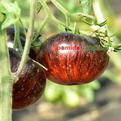 Indigo Red Beauty