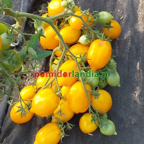 Plum Lemon
