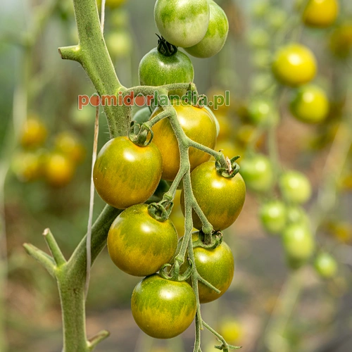 Green Grape Cherry