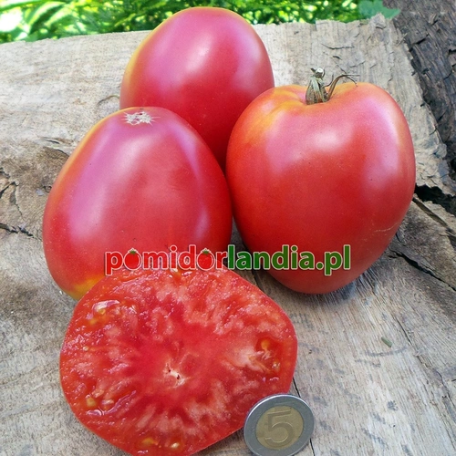 Cuore di Bue Heirloom