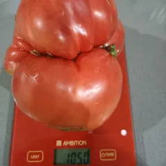 Florida Pink – Aneta Szymańska, 1050 g