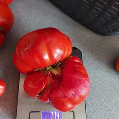 Aussie – Katarzyna Głodek, 774 g