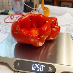 Provenzano – Leszek Piotrowski, 1250 g
