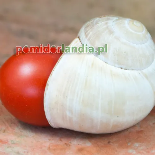 Czerwony, kulisty owoc odmiany Principe Borghese obok dużej muszli ślimaka.