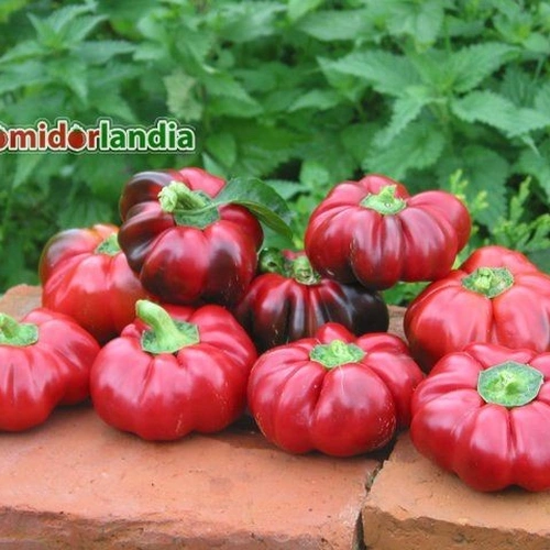 Super Red Pimento (słodka)