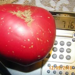 Todd County Amish – Grzegorz Motyka, 716 g