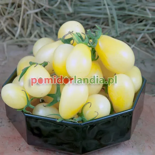 Białe, śliwkowate i drobne owoce odmiany Ivory Pear w czarnej misce.