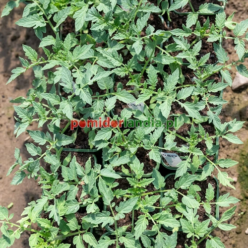Green Zebra Cherry