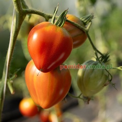 Cuore di Bue Heirloom