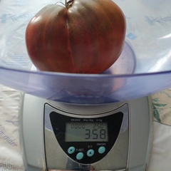 Dwarf Purple Heart – Sylwia Dubelewska, 358 g