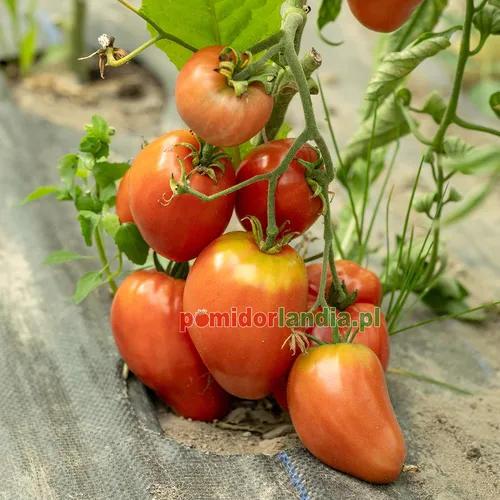 Rosa, pflaumenförmige und gerippte Früchte der Sorte Anna Russian an der Pflanze.