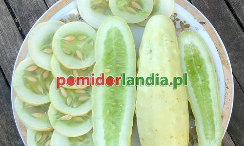Pomidorlandia.pl - ruszamy!