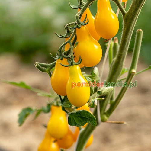 Yellow Pear Cherry