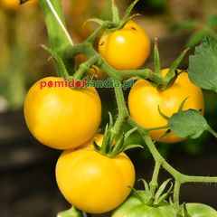 Garden Peach