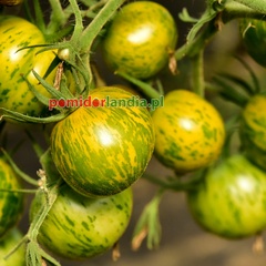 Green Zebra Heirloom