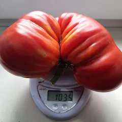 Aussie – Damian Sobolewski, 1035 g