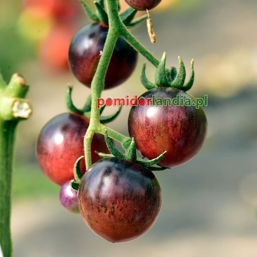 Black Strawberry