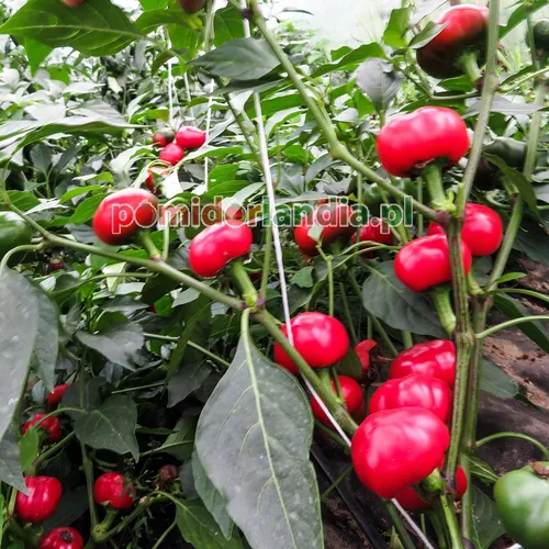Large Red Cherry (ostra)